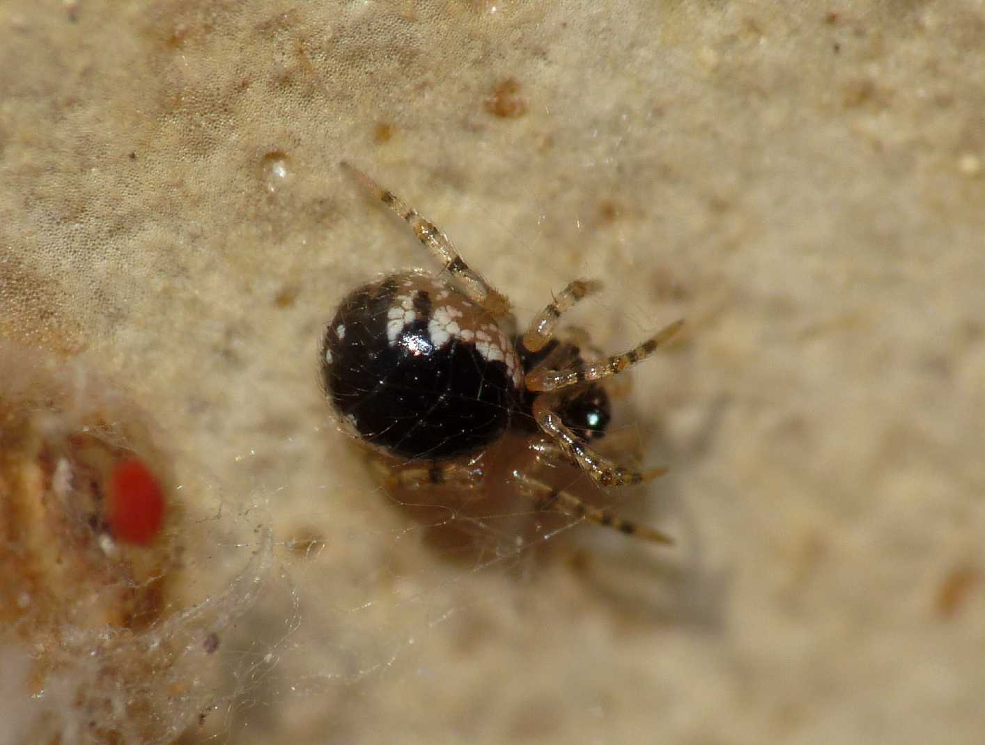 Ragnetto microscopico: Sardinidion blackwalli.